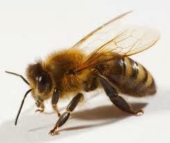 Abeja