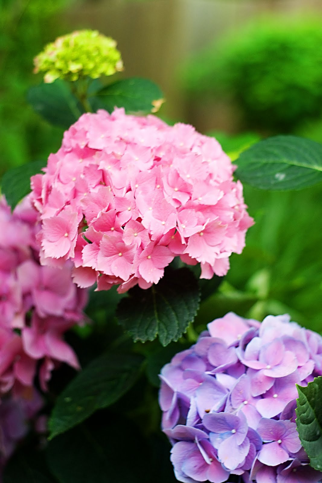 One Fell Out of the Cuckoo's Nest Pruning Hydrangeas