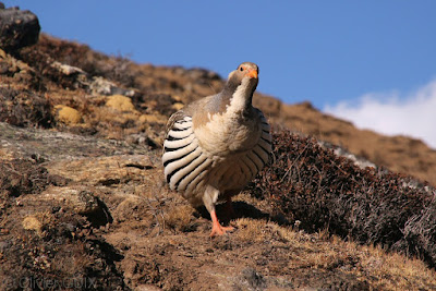 Tetraogalle de l'Himalaya