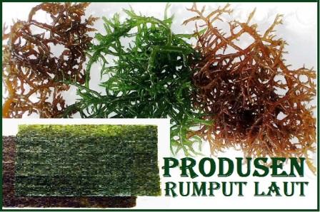 Daftar Produsen Rumput Laut Di Surabaya Jatim