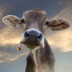 Zrek Arabia المرياع والجرس