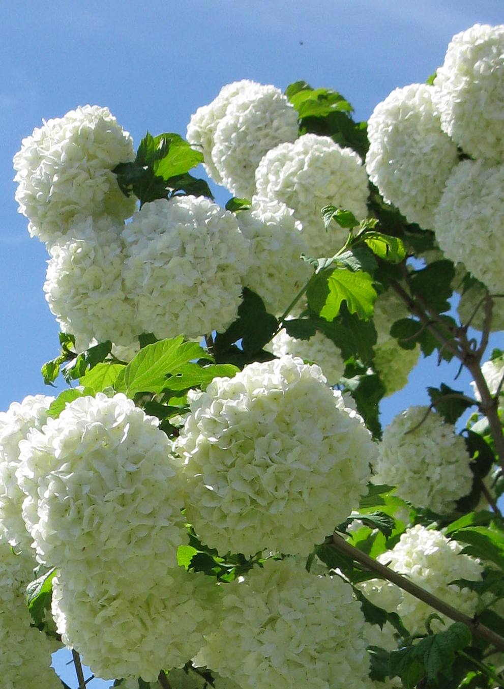 The Nature Of My Memories Snowball