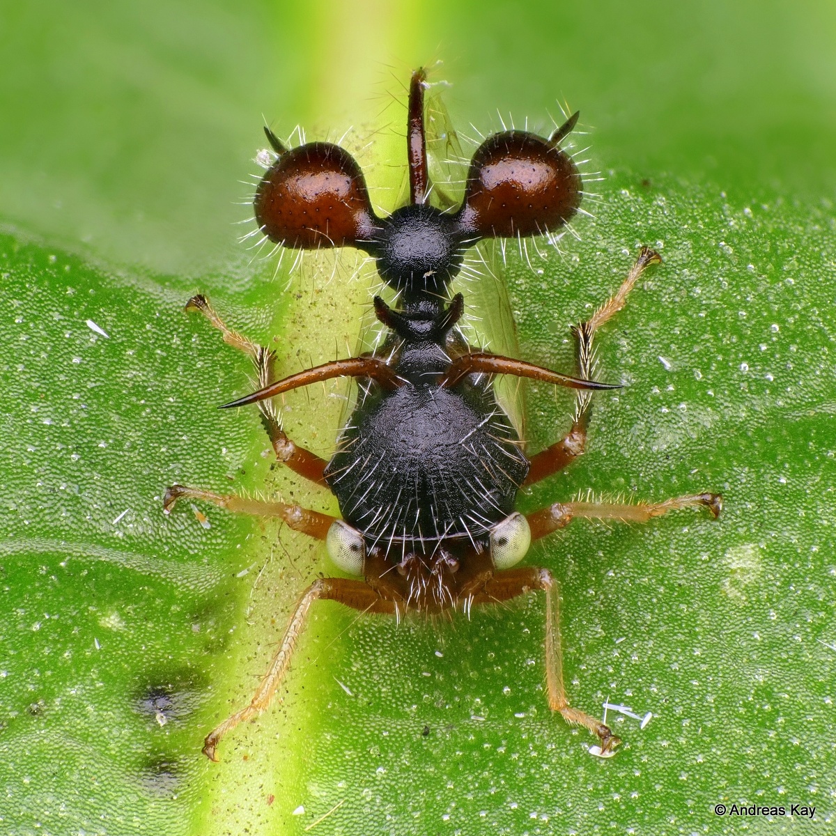 Бабочка муравей паук