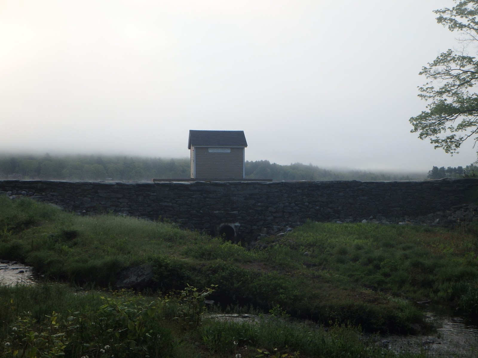 View from Lake Wyola Family of geese at Lake Wyola Dam