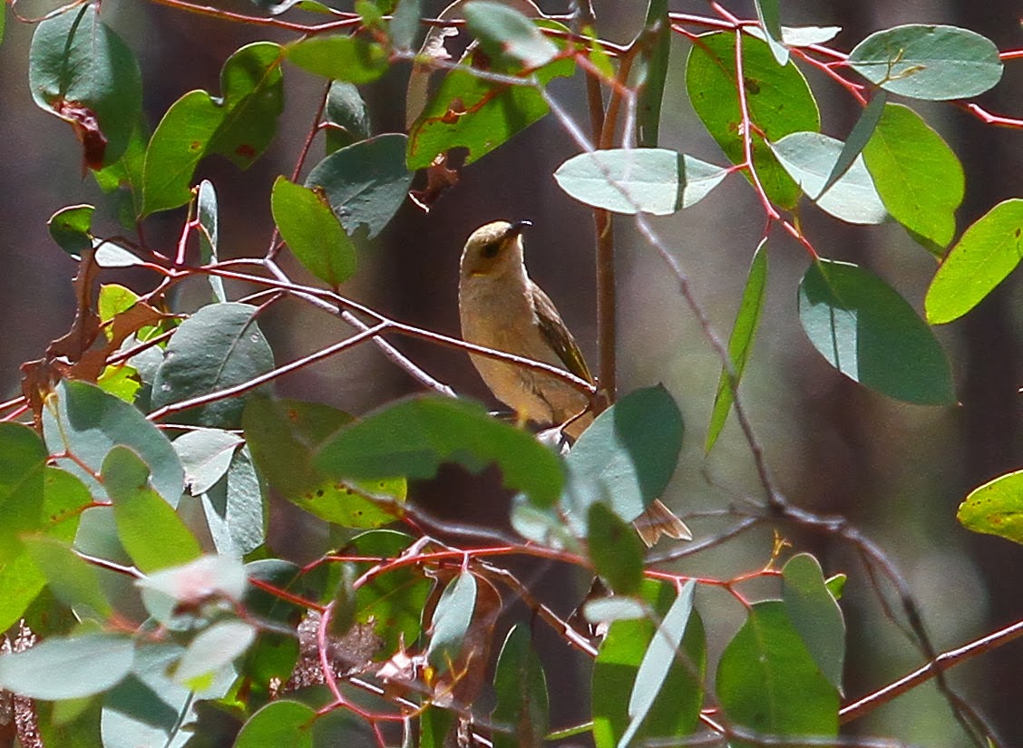 Richard Waring's Birds of Australia: Chiltern Bird Photos