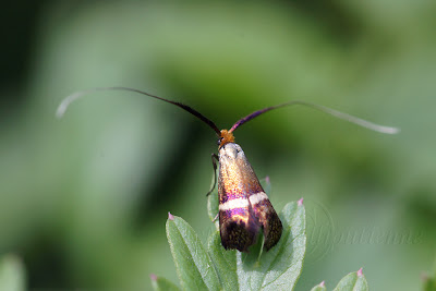 Adela aldrovandella