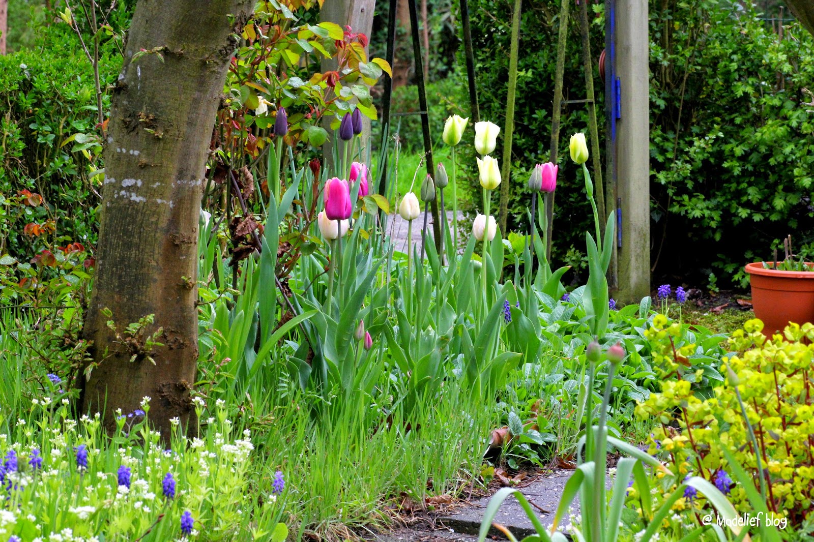 Madelief Tulips from Rotterdam