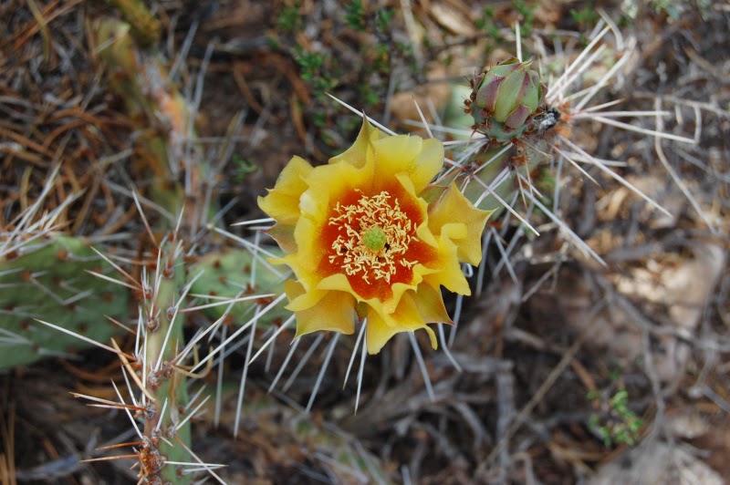 The Indoor Garden The Opuntia cactus