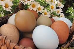 chicken coop egg production chick supplemental basket eggs why laying drop winter promote encourage does daylight feel hen grow summer
