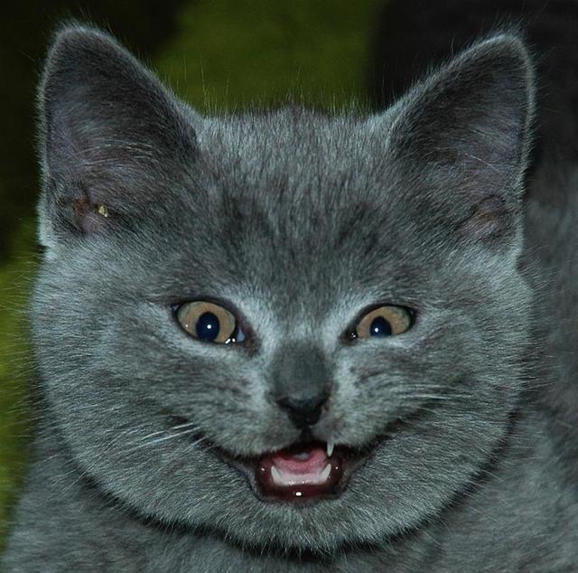 Cat+Funny+Face.jpg