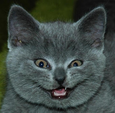 Funniest & Cute Cat Faces | Funny And Cute Animals