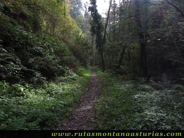 Ruta de los Molinos del Rio Profundo: Sendero ascendente entre vegetación