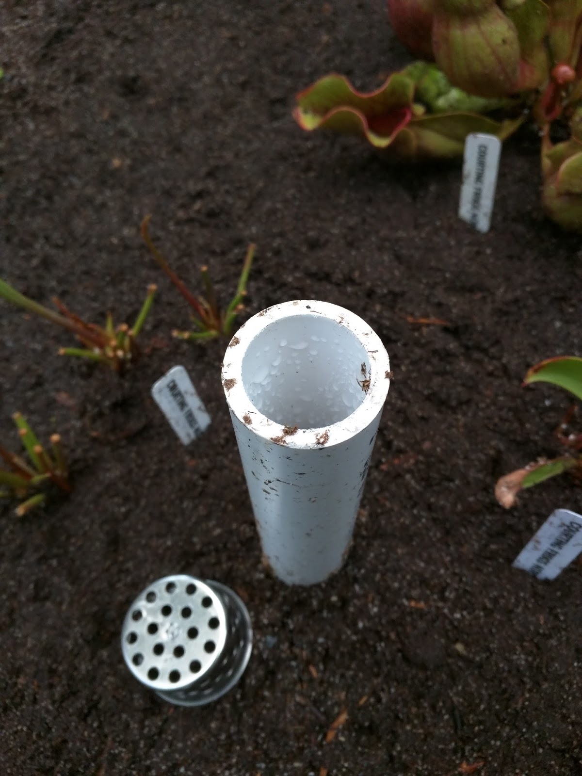 How To Make A Container Bog Garden