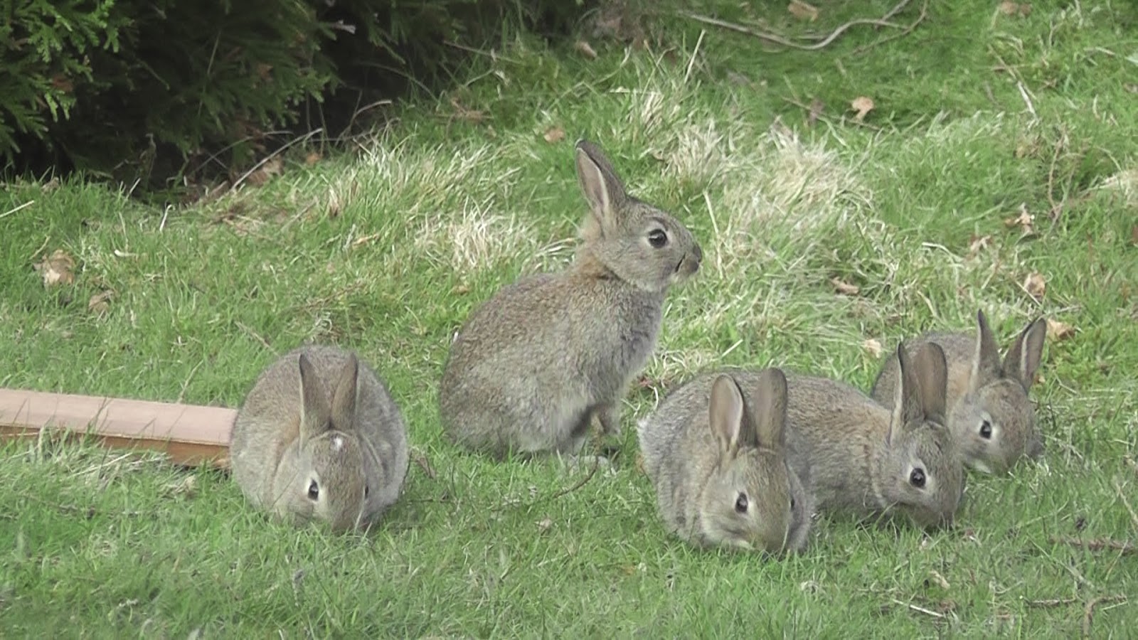 Animals and kids Wild rabbit family life