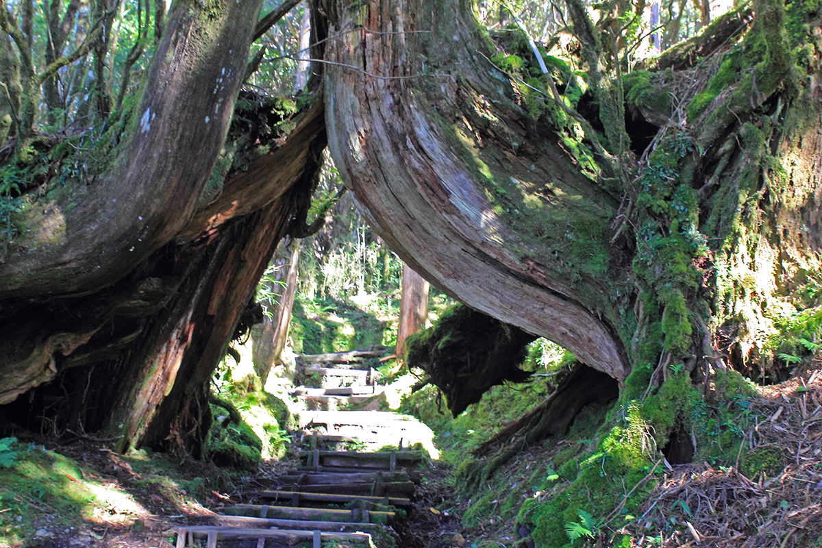 台灣山林樂悠遊: ◇ 宜蘭太平山檜木原始林_鐵杉林步道(iv)