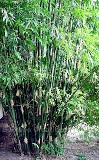 Bambusa multiplex cv. Silerstripe Bamboo 