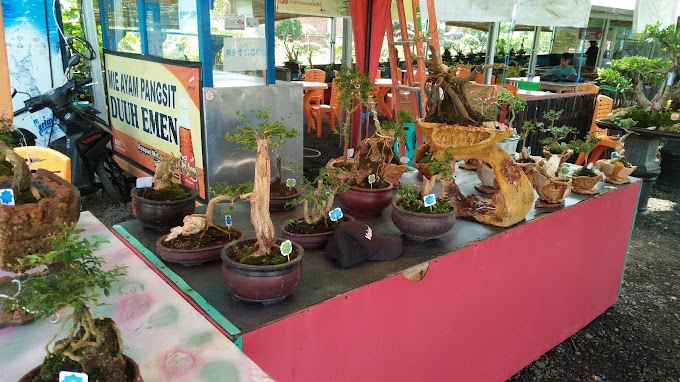 CARA BUAT BONSAI MAME UNTUK HIASAN MEJA