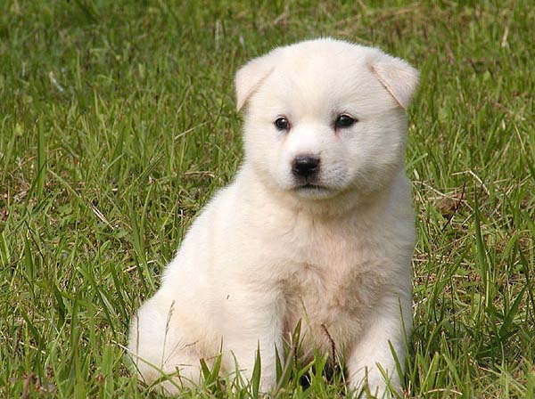 Types Of Dog Training Types Of Dog Training
