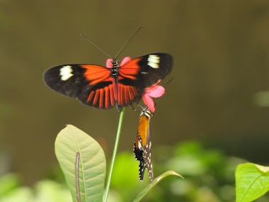 Bright Orange, White, and Black Butterfly