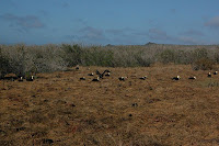 Waved Albatross Mating Area on Espanola Island Punta Suarez Galapagos