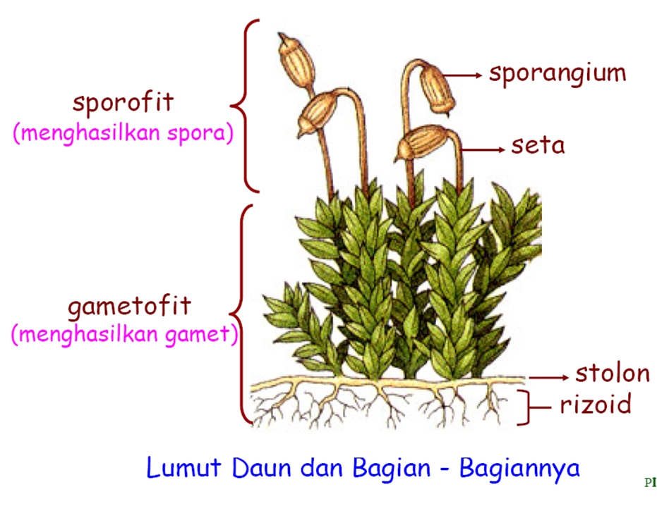 Tumbuhan lumut dapat melakukan fotosintesis karena di dalam tubuhnya ditemukan