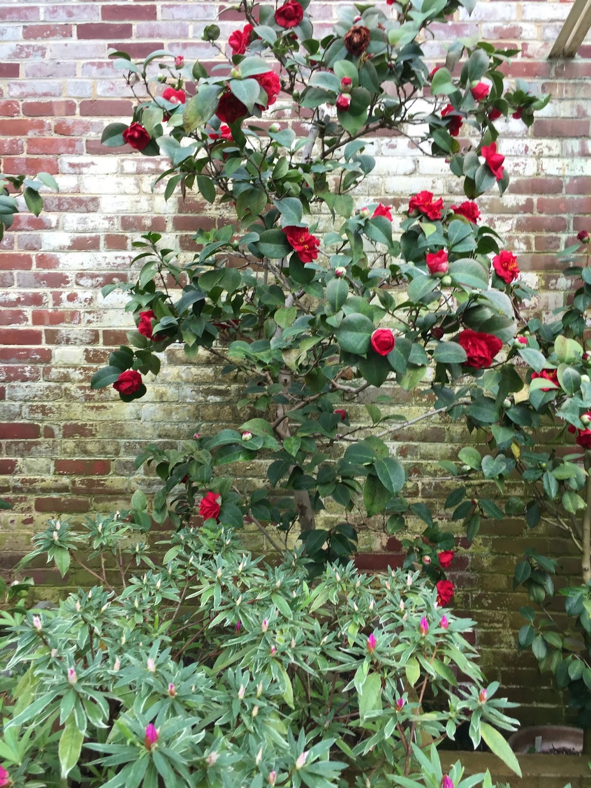 Garden Club of Harvard