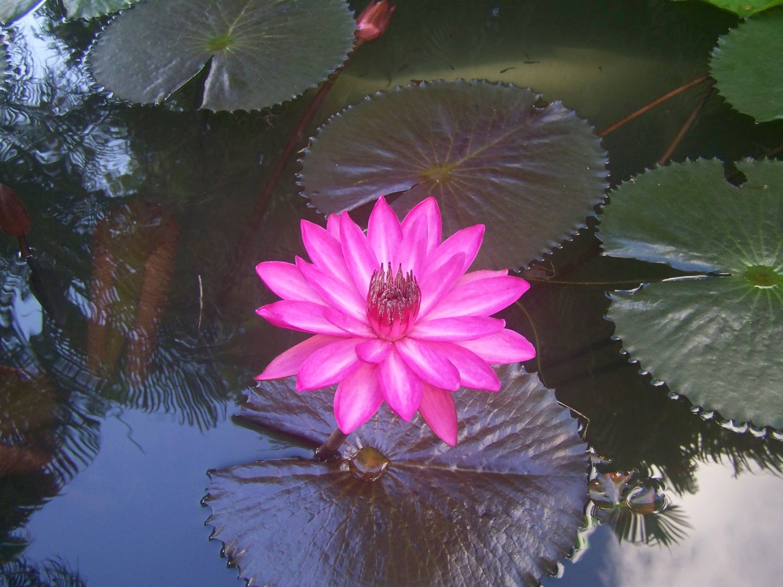 my rustic bajan garden January 2013