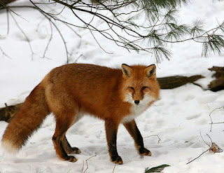 Red-Fox-photos-2012+07.jpg