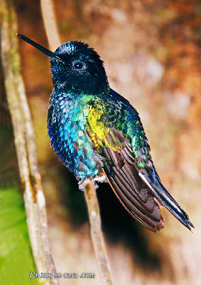 Velvet-purple coronet (Boissonneaua jardini)