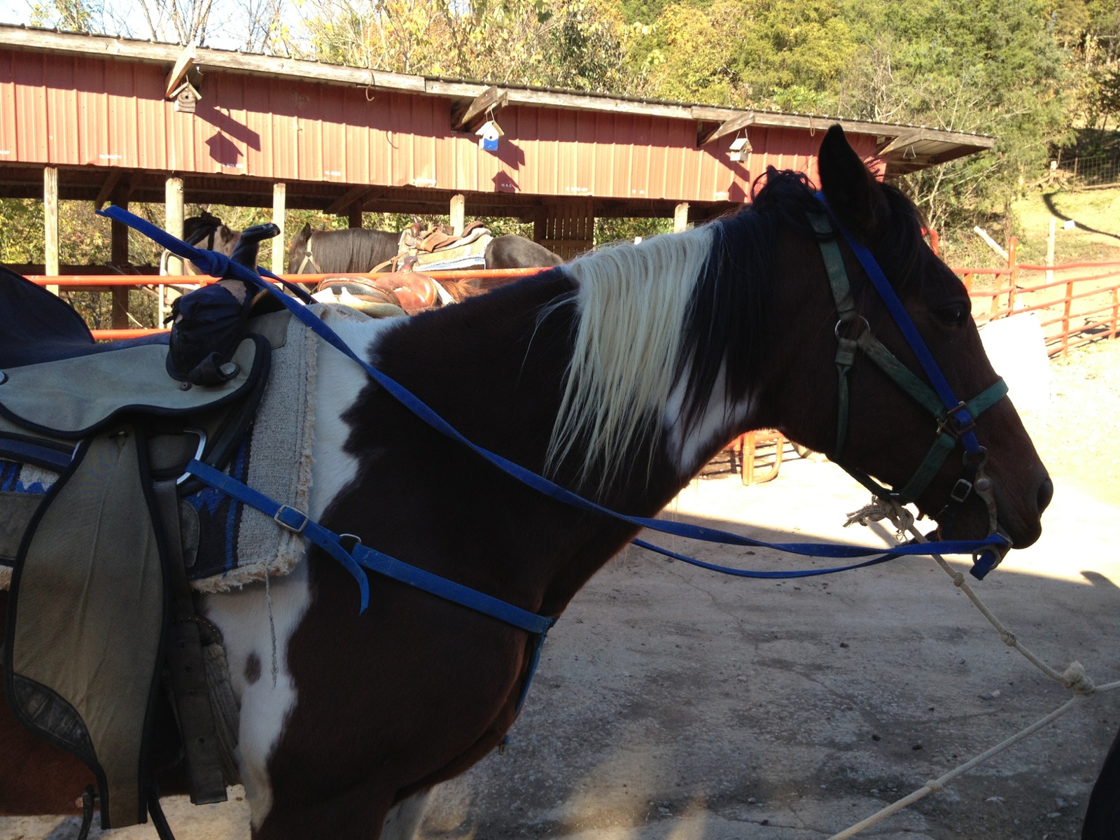Pony Sightings Horseback Riding in Tennessee!