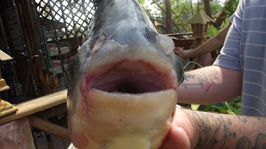 A Piranha's mouth