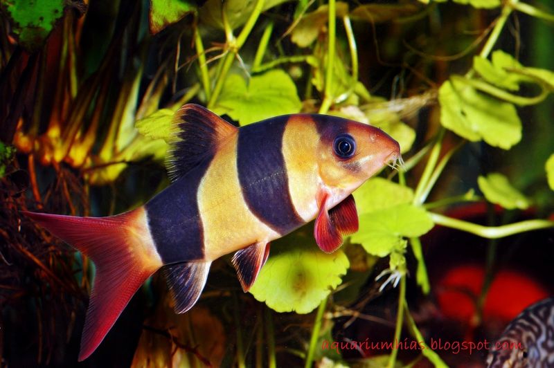 Jenis Ikan Hias Air Tawar Warna Belang Kuning Hitam Gambar botia Jenis Ikan Hias Air Tawar Warna Belang Kuning Hitam