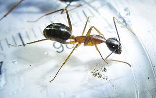 Camponotus minor worker