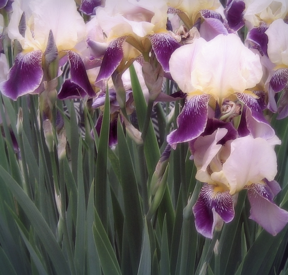 Allsparklesofnow Irises