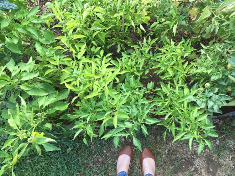 [78+] Shade Evergreen Shrubs Zone 6 Télécharger | Unique PhotoPNG