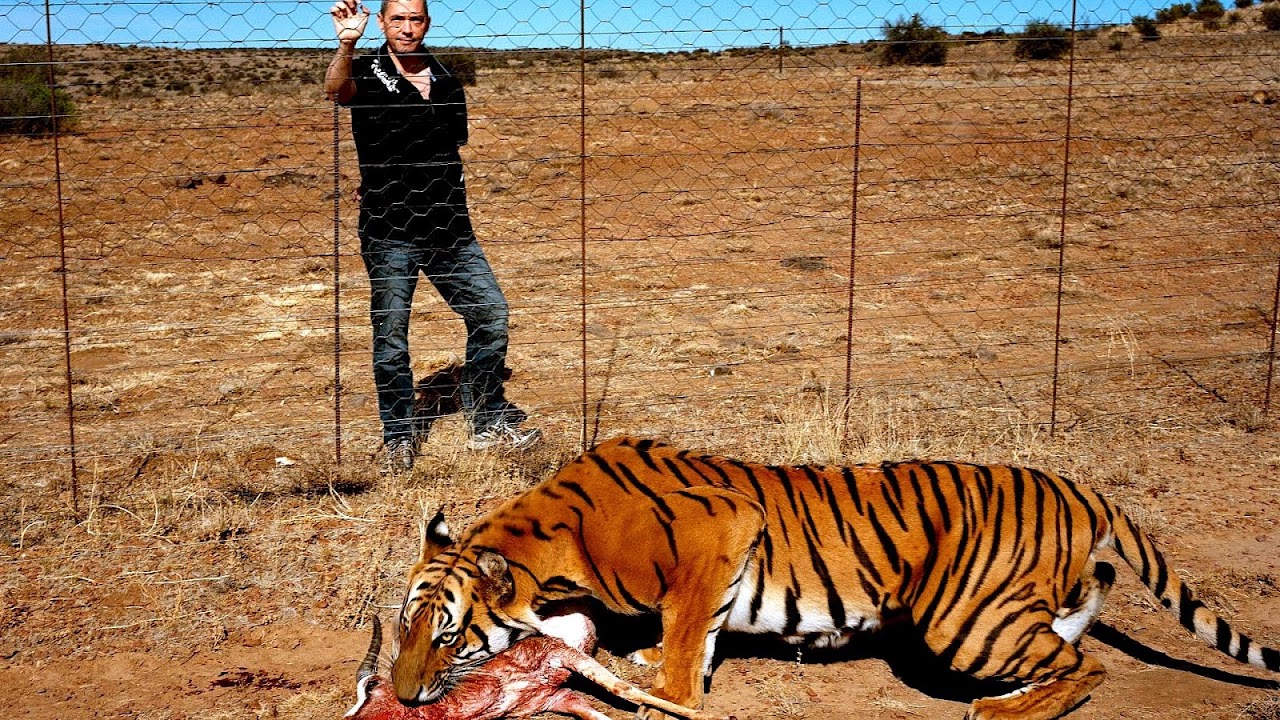 When Did The South China Tiger Become Endangered - Danger Choices