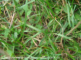 Mosquitos Articles Encyclopedia Of Life