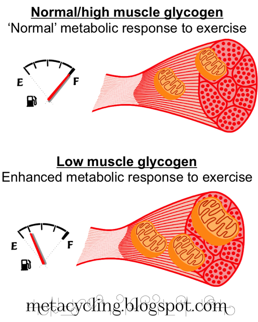 MetaCycling Low carbohydrate and training adaptations Training with