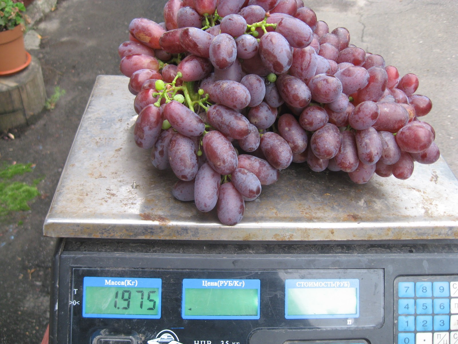 ПГ-12 (Шоколадний) | Виноградник Нечипурука А.С.