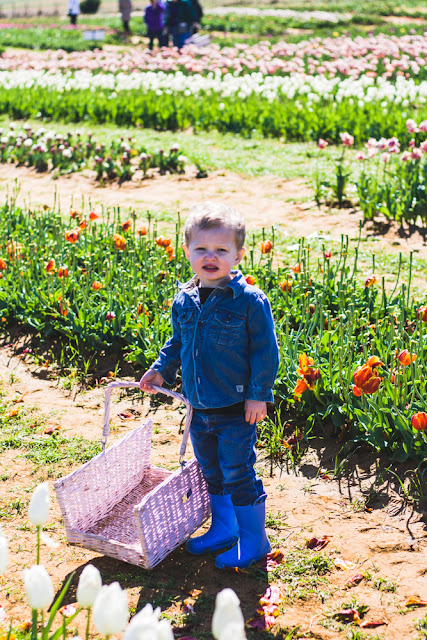 Tulip Farm