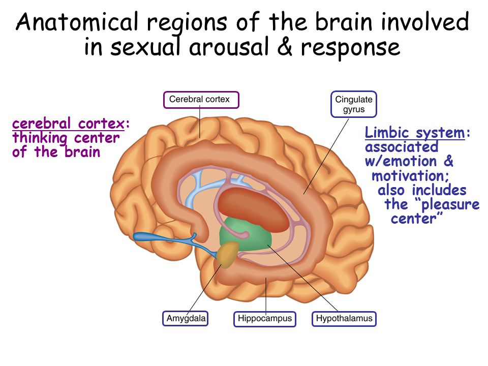brain sexual arousal Boob thurman uma