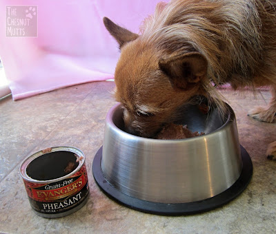 Jada eating Evanger's Grain Free Food for Dogs and Cats Pheasant formula