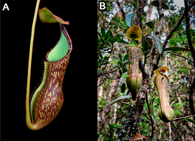 Nepenthes_justinae-novataxa_2016-Gronem.