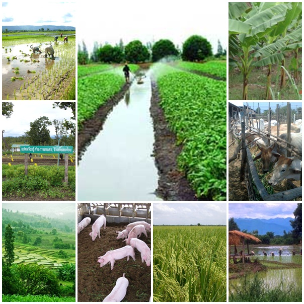 รวมกัน 95+ ภาพพื้นหลัง สาขาเกษตรกรรม คมชัด รวมกัน 95+ ภาพพื้นหลัง สาขาเกษตรกรรม คมชัด