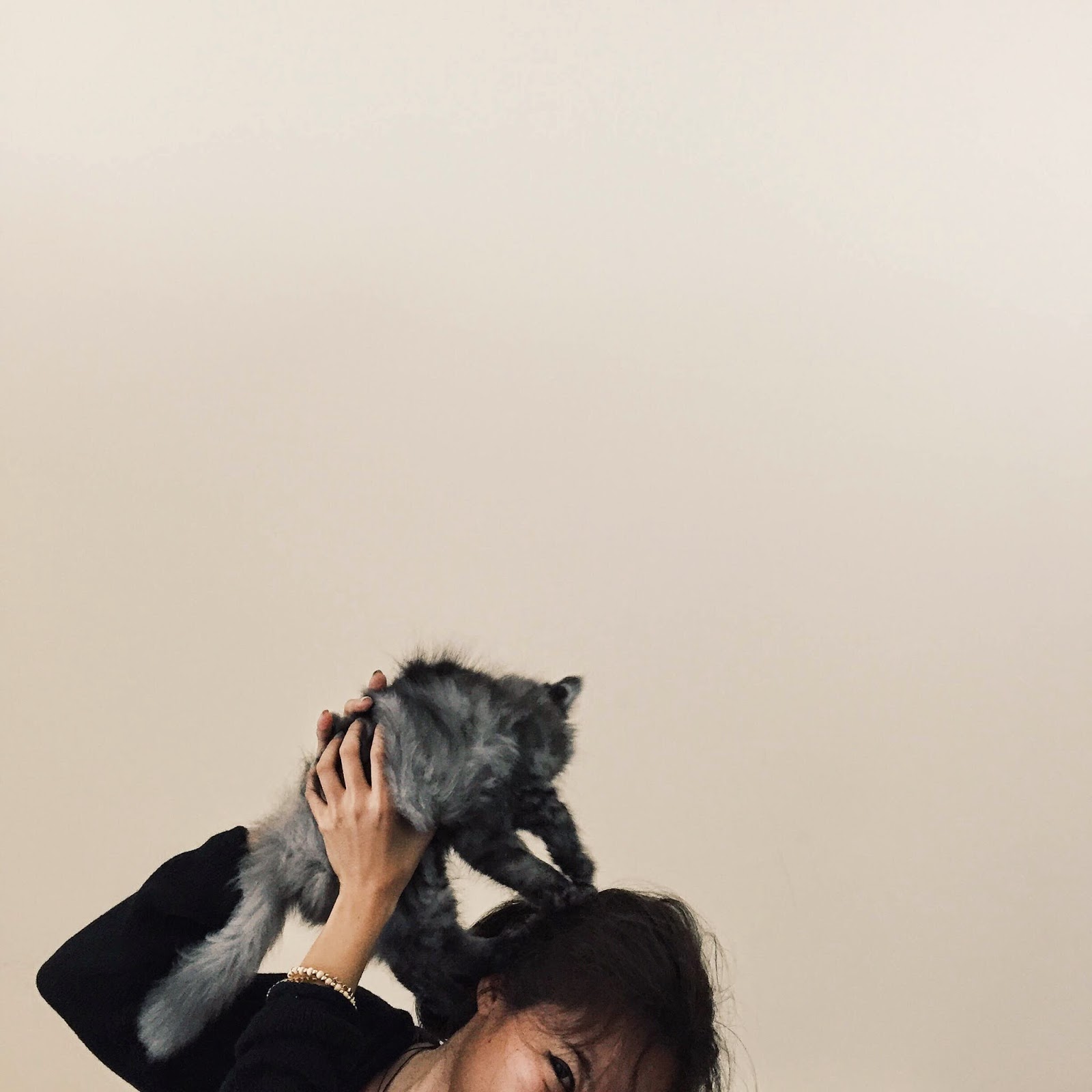 Smokey The Cat Of Dubai AlGhurairRayhaanandArjaanRotana