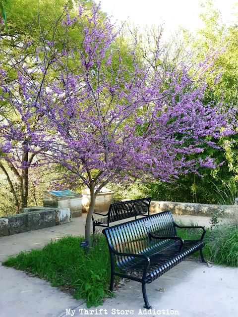 spring in the Texas Hill Country