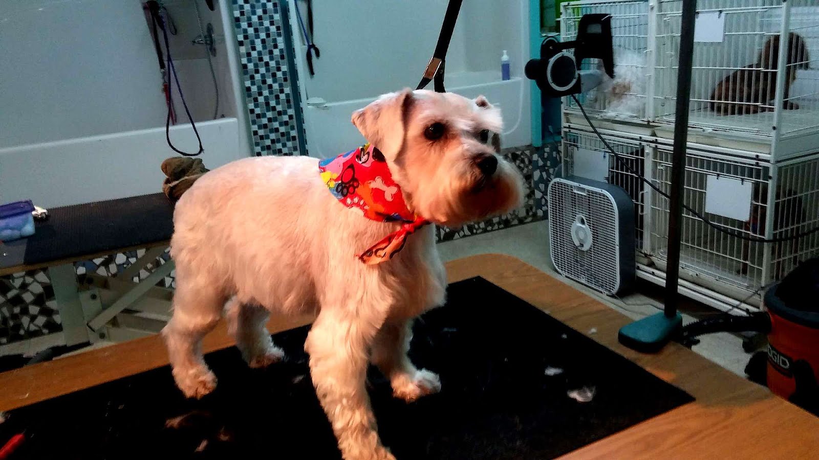 Bad Newz Kennels dog fighting investigation Dog Choices