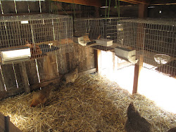 chicken inside rabbit coop cages hung ground again were these tours urban bay farm east