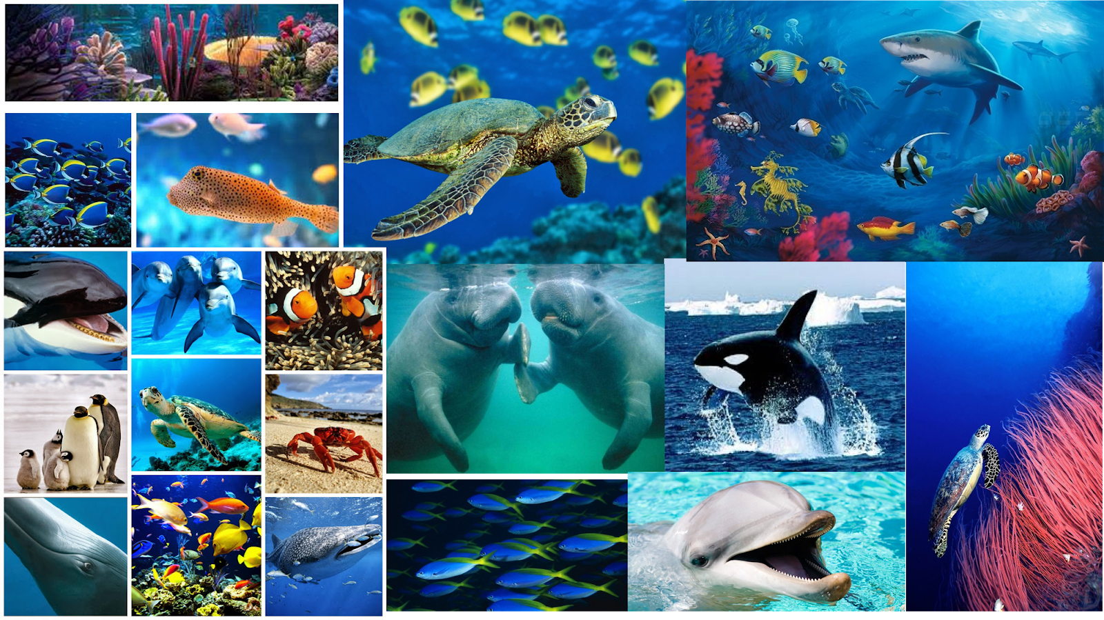 los anímales marinos en peligro de extinción 2018