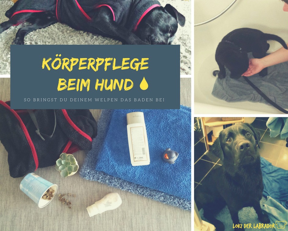 Korperpflege Beim Hund So Bringst Du Deinem Welpen Das Baden Bei